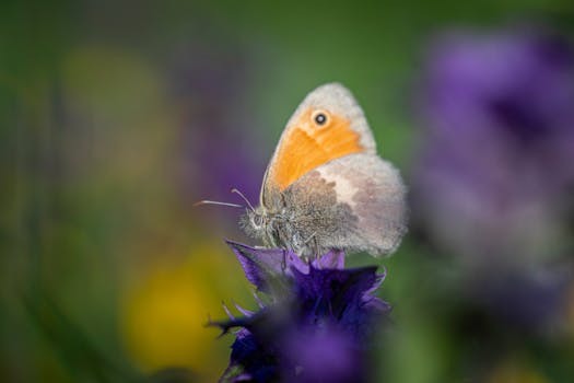 Tipy na efektívny nákup krmív pre zvieratá online: Váš sprievodca